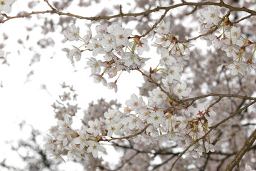 Naklejka premium Tokio-Kirsche, Maienkirsche, Prunus x yedoensis, Blüten, Einzelblüten,