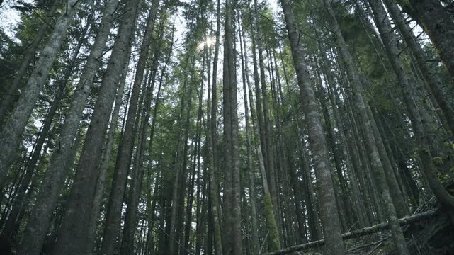 Low-Angle View Looking Up at Tall Coniferous Trees in Vancouver Island Forest