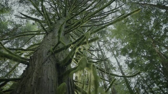 Low-Angle View Looking Up Moss-Covered Coniferous Tree Canopy on Vancouver Island