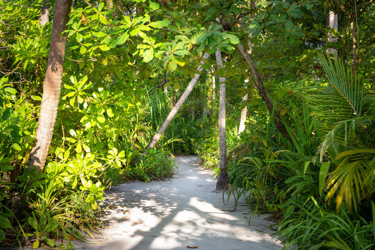 Sandy path winding through dense tropical jungle at Omadhoo, Maldives. Lush green vegetation and palm trees with dappled sunlight on a summer day