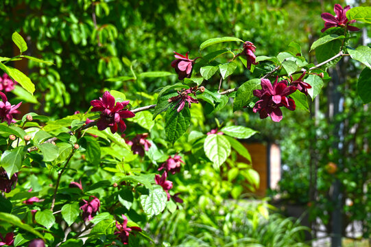 Chinesischer Wachsstrauch, Gew&uuml;rzstrauch, Sinocalycanthus raulstonii, Calycanthus x raulstonii, Hartlage Wine, Bl&uuml;te