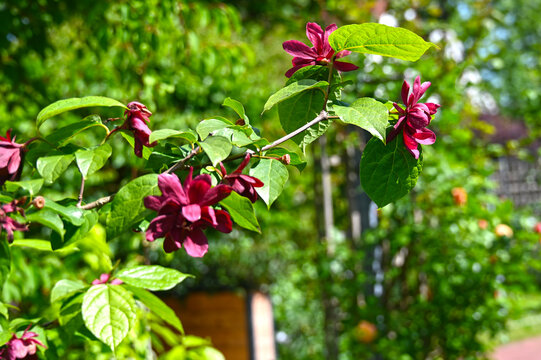 Chinesischer Wachsstrauch, Gew&uuml;rzstrauch, Sinocalycanthus raulstonii, Calycanthus x raulstonii, Hartlage Wine, Bl&uuml;te