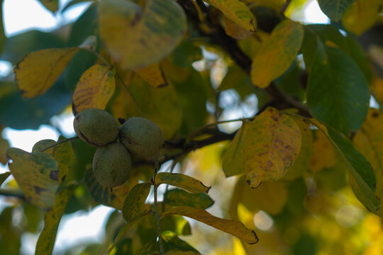 Close-up shot of three green walnuts growing in a cluster on a branch, framed by vibrant yellow and green autumn leaves under natural daylight. Illustrating organic nut cultivation, autumn harvest rea
