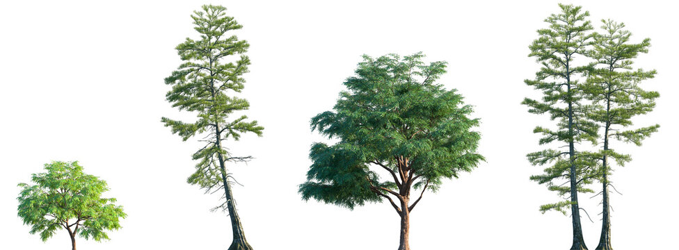 Set of Taxodium mucronatum and Taxodium ascendens frontal set trees isolated png on a transparent background perfectly cutou