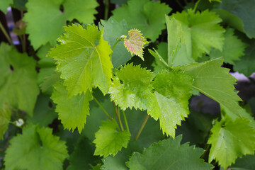 Obraz premium Young Vitis vinifera grapevine leaves with fresh spring growth close up