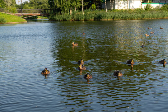 Group of wild mallard ducks anas platyrhynchos swimming together on blue water surface of lake pond or river at city park on sunny summer day beautiful waterbirds in natural habitat environment scenic