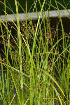 Hohe Zypergras, Cyperus longus,  Habitus,  Pflanzen mit  Bl&uuml;tenst&auml;nden, Samenst&auml;nden