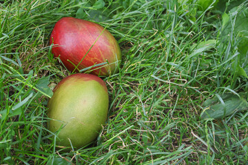 Fresh ripe mangoes lying on green grass in a natural garden setting © gicku91