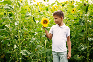 Profile portrait of a boy standing in a sunflower field and looking at a blooming yellow flower. Concept of curiosity, discovering nature, summer vacation and agriculture. © Aigul Sabirova