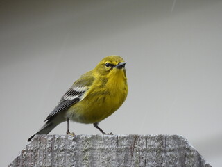 Fototapeta premium Pine Warbler Perched on Fence in Texas