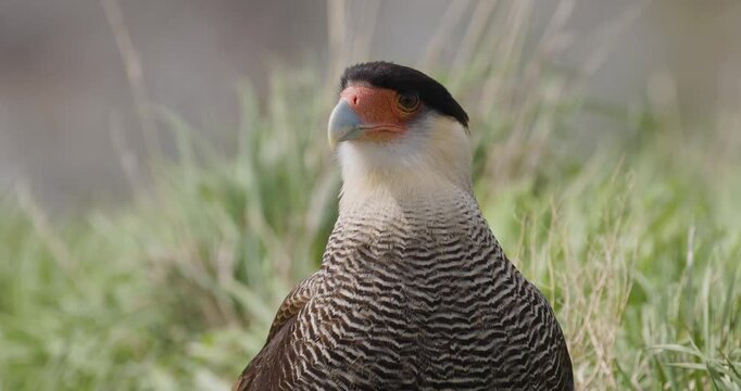 4K video; Close-up of a Crested Caracara (Caracara plancus) against grass background in windy weather, Torres del Paine national park, Chile
