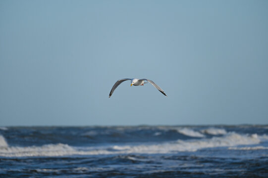 M&ouml;we, Silberm&ouml;we, Larus argentatus im Flug. Nordsee, Nordholland bei Bergen an Zea