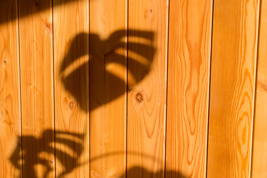 Leaf Shadows on Pine Tongue and Groove