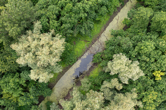 Aerial view of a narrow canal covered in green algae flowing through a dense forest with lush deciduous trees in Belgrade, City of Belgrade, Serbia.
