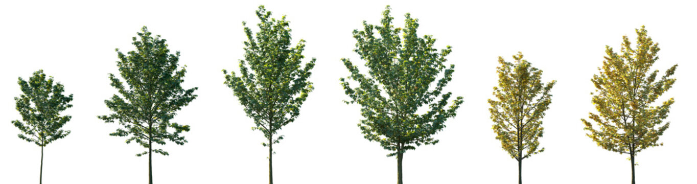Set of summer and autumn Acer pseudoplatanus (commonly known as the sycamore maple or the sycamore) frontal set trees isolated png on a transparent background perfectly cutout