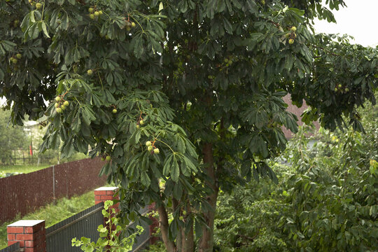 Rain in a gardening community. A wet horse chestnut tree, fragments of a plot of land, and a street between the plots.