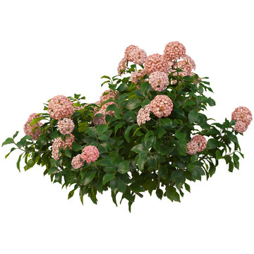 Pink hydrangea bush isolated on white. Blooming garden shrub with green leaves.