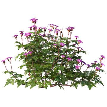Purple geranium flower bush isolated on white. Hardy perennial plant for garden landscaping.