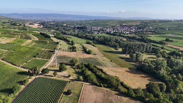 Landschaft bei Bubenheim in Rheinhessen