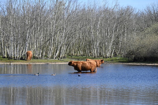 D&uuml;nen, Nordholl&auml;ndische D&uuml;nenreservat, D&uuml;nensee, Озеро,  Bergen an Zee,  Niederland, Verhinderung der Verbuschung Einsatz von  Schottischen Hochlandrindern, Galloway-Rinder
