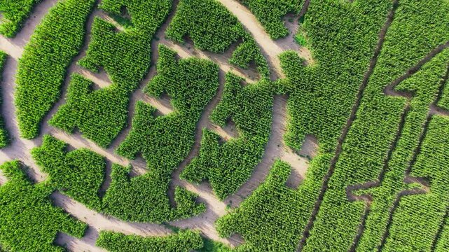Rotating overhead corn field patterns
