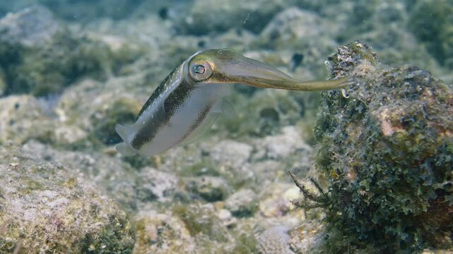 Caribbean reef squid hovering close to a rocky reef bottom in Key Largo Florida