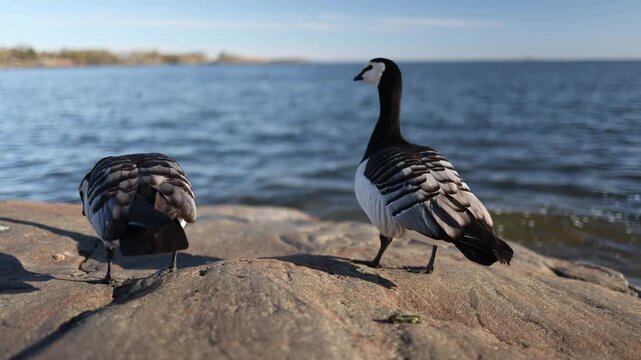 Finnish geese walking calmly on rocks beside the water in a peaceful coastal setting with natural surroundings and soft daylight