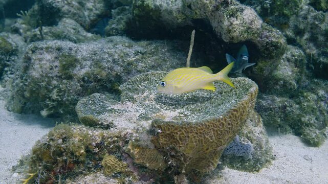 French grunt fish hovering over a large cup sponge near a reef crevice in Key Largo Florida
