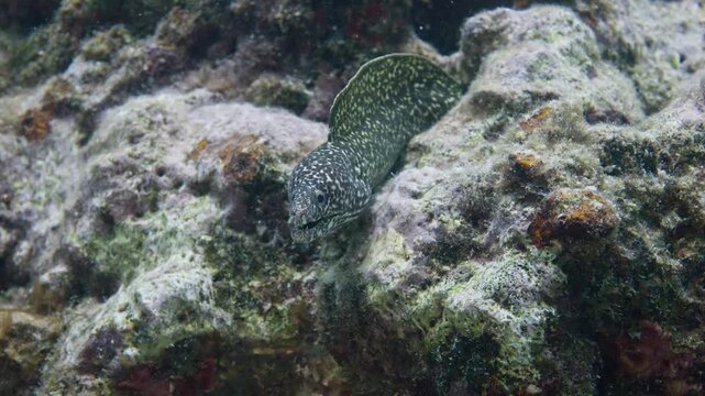 Spotted moray eel peering out from a rocky limestone reef crevice in Key Largo Florida
