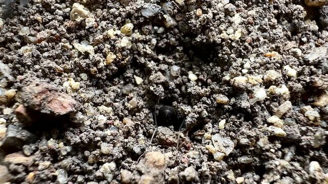Macro close-up of Asian weaver ants (Oecophylla smaragdina) foraging across the forest floor, showcasing natural teamwork, insect behavior, and the rich biodiversity of a tropical woodland habitat.