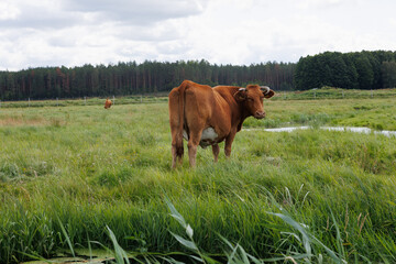 łąka na Podlasiu na której pasą się krowy,teren podmokły © Arek mały