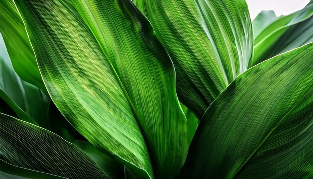Green Leaves Background With Copy Space Close Up Texture Of Welwitschia Mirabilis Desert Plant
