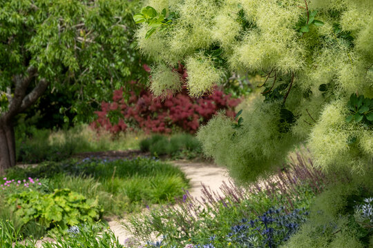 Colourful mixed border under cotinus smoke tree at Wisley garden, Surrey UK. The perennial flower beds are planted in swathes of contrasting colours and textures. Landscaped by Piet Oudolf.