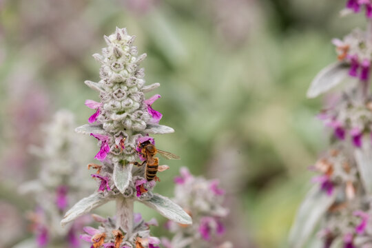 Drought tolerant stachys byzantina, commonly known as Lamb's Ear, at Wisley garden, Surrey UK. The borders are planted with perennial plants in swathes of contrasting colours and textures.