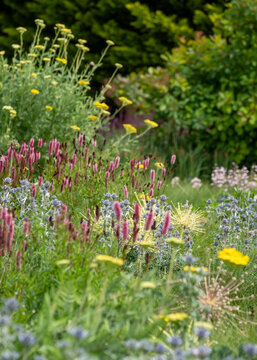 Mixed border with pink drought resistant Sanguisorba flowers at Wisley garden, Surrey UK. The flower beds are planted mainly with perennial plants in swathes of contrasting colours. 