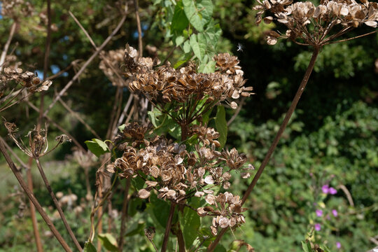 The dangerous plant hogweed dried in sun but is still harmful to humans, burns human skin, is dangerous to life, especially children. Close-up view of hogweed