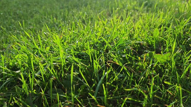 A lush green kentucky bluegrass lawn under bright summer sun beams, concept of professional lawn care services, suburban backyard landscaping and organic grass background texture