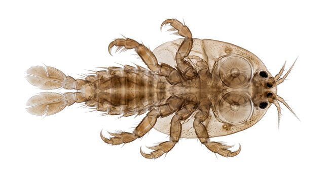 Microscopic View of an Argulus Fish Louse Parasite.
