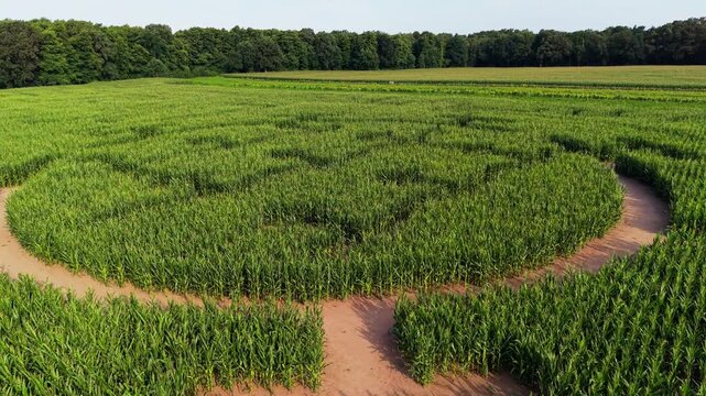 Ascending gimbal tilt over corn field maze