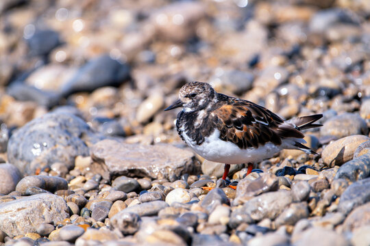 Ruddy turnstone perched on the shore.