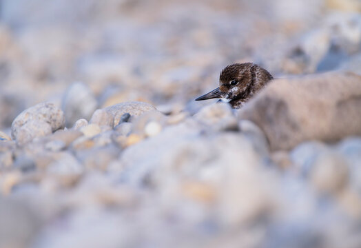 Ruddy turnstone perched on the shore.