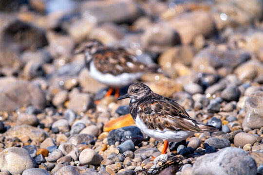 Ruddy turnstone perched on the shore.