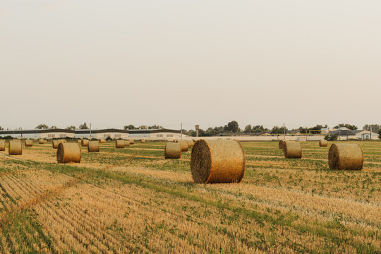 Rows of golden stubble lead toward a solitary hay bale, with more bales, a lone tree and farm buildings across a wide harvested field.