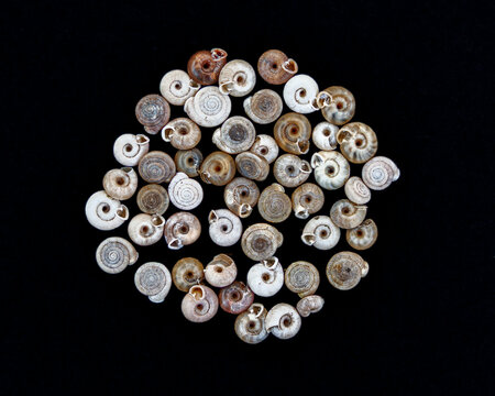 More Snails!
