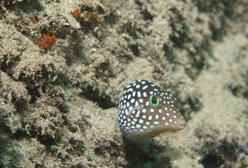 Whitespotted Toby on Reef © Kyle