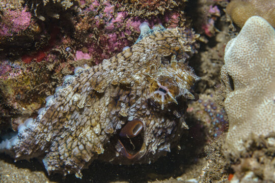 Camouflaged Octopus at Ulua Beach