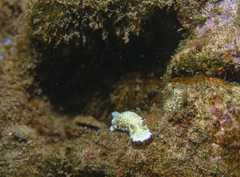 Spotted Nudibranch at Ulua Beach Reef
