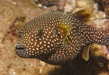 Portrait of a Spotted Puffer © Kyle