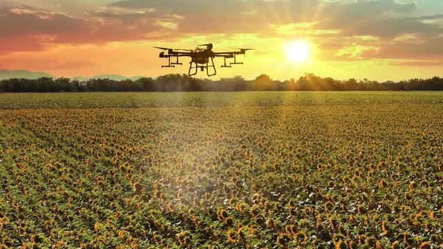 Aerial view of an agricultural drone spraying pesticides or liquid fertilizer over a blooming sunflower field at sunset. Precision farming and modern agriculture concept.