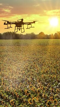 Aerial view of an agricultural drone spraying pesticides or liquid fertilizer over a blooming sunflower field at sunset. Precision farming and modern agriculture concept.